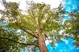 Best Seasonal Cleanup (Spring/Fall)  in Forestville, MD