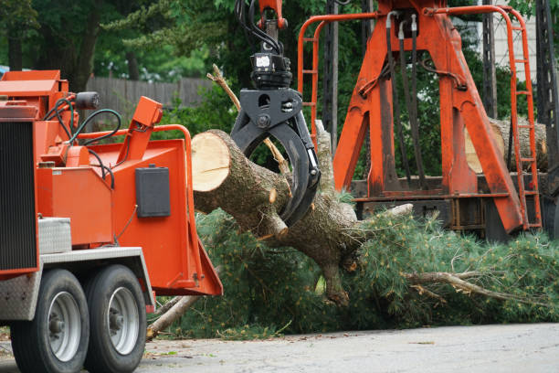 Best Root Management and Removal  in Forestville, MD