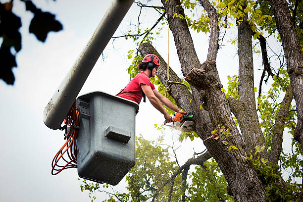 Best Tree Preservation Services  in Forestville, MD